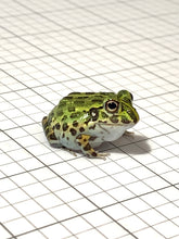 Load image into Gallery viewer, J94 African Bull Frog