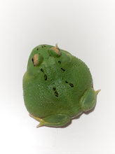 Load image into Gallery viewer, D93 Ultra Clean Green/Emerald (STOCK PHOTO)