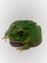 Load image into Gallery viewer, D93 Ultra Clean Green/Emerald (STOCK PHOTO)