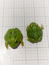 Load image into Gallery viewer, D93 Ultra Clean Green/Emerald (STOCK PHOTO)