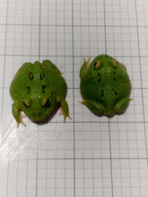 Load image into Gallery viewer, D93 Ultra Clean Green/Emerald (STOCK PHOTO)