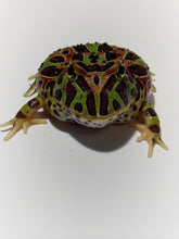 Load image into Gallery viewer, F19 HIGH RED ORWELL (ORNATA X CRANWELLI) (SPECIAL PATTERN)
