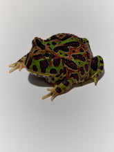 Load image into Gallery viewer, F19 HIGH RED ORWELL (ORNATA X CRANWELLI) (SPECIAL PATTERN)
