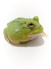 Load image into Gallery viewer, D25 ULTRA CLEAN GREEN (TOP EXPRESSION)
