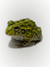 Load image into Gallery viewer, J94 African Bull Frog
