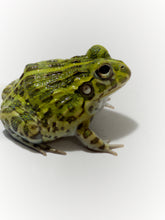 Load image into Gallery viewer, J94 African Bull Frog