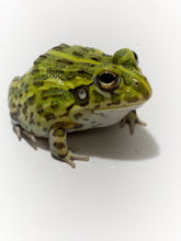 Load image into Gallery viewer, J94 African Bull Frog (Pixie frog) - Pyxicephalus adspersus