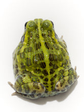 Load image into Gallery viewer, J94 African Bull Frog (Pixie frog) - Pyxicephalus adspersus