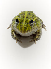 Load image into Gallery viewer, J94 African Bull Frog (Pixie frog) - Pyxicephalus adspersus