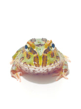 Load image into Gallery viewer, Classic Green Pacman Frog
