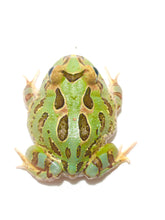 Load image into Gallery viewer, Classic Green Pacman Frog
