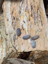 Load image into Gallery viewer, Armadillidium peraccae