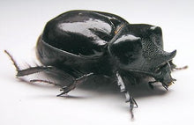 Load image into Gallery viewer, Ox Beetle Larvae