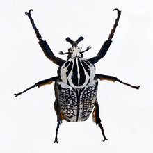 Load image into Gallery viewer, Goliath Beetle Larvae (GOP)