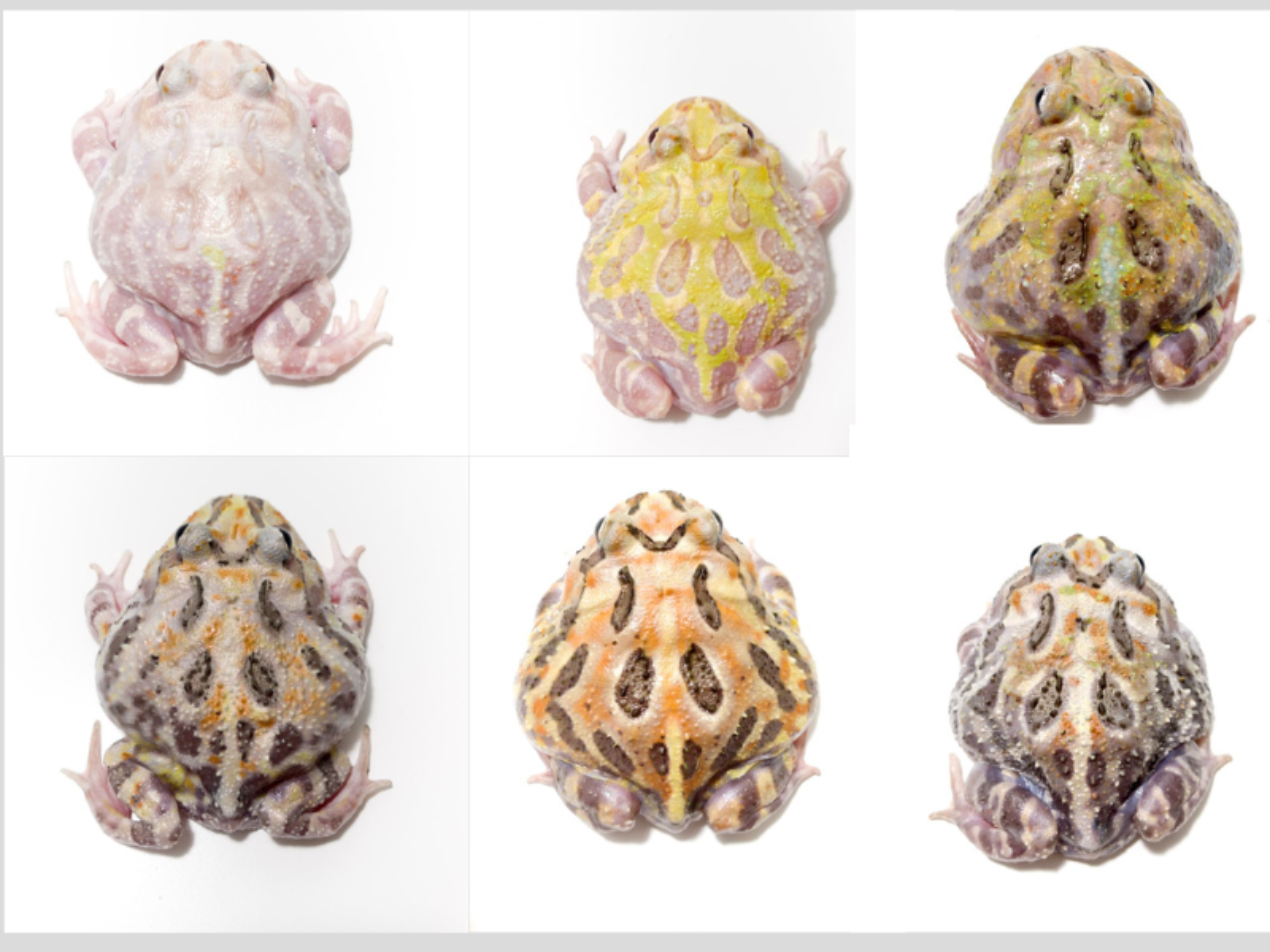 Sub Adult/Adult Mutant Bundle Deal (UP TO 70% OFF) – JamJam Exotic