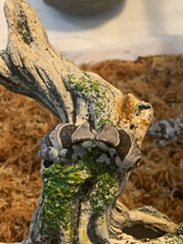 Load image into Gallery viewer, J98 Amazon Milk Tree Frog - Trachycephalus resinifictrix (CB) FLASH SALE

