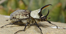 Load image into Gallery viewer, Western Hercules Beetle Larvae
