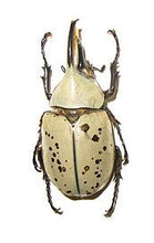Load image into Gallery viewer, Western Hercules Beetle Larvae