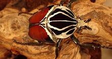 Load image into Gallery viewer, Goliath Beetle Imago (GG)