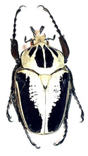 Load image into Gallery viewer, Goliath Beetle Larvae (GR)
