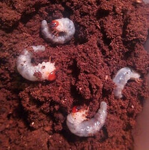 Load image into Gallery viewer, Beetle Substrate (Flake Soil)