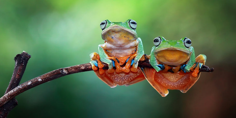 Which Exotic Frog You Should Consider - Know Your Options