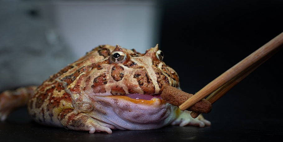 Safest Ways of Feeding Your Horned Frog