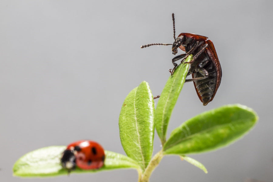 Top 5 Best Pet Beetles to Add to Your Collection: Including the Hercules Beetle