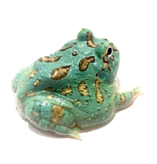 Top 6 Reasons to Choose a Pacman Frog as Your First Exotic Pet