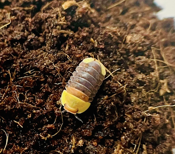 Why Rubber Ducky Isopods Make the Perfect Pet for Your Terrarium