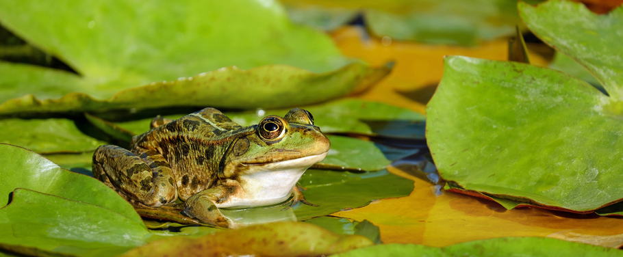Health Benefits of Feeding Best Pet Food for Exotic Animals