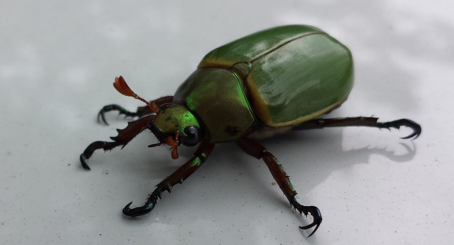 How to Keep Live Beetles Healthy