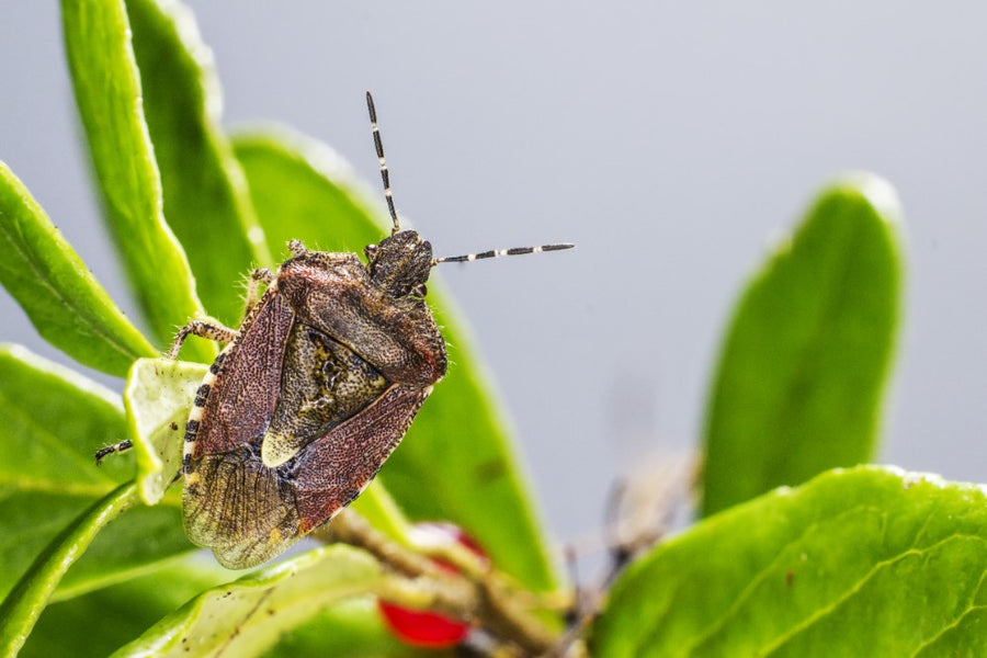 How to Order Live Insects for Your Collection: Tips and Recommendations