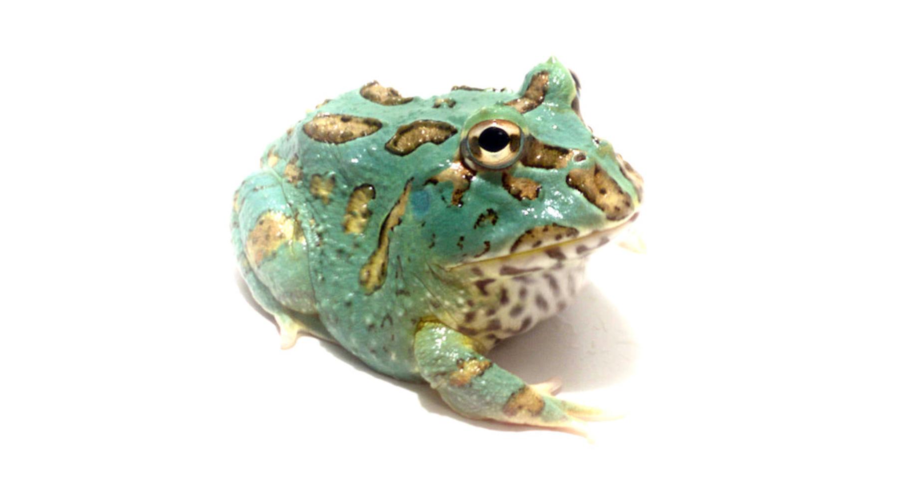 Pacman Exotics Bring Home a Piece of the Rainforest: Hop on the Trend of Buying a ...