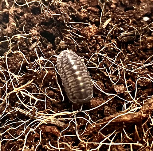 Why Bugs Are the Coolest Pets You Have Never Considered – JamJam Exotic