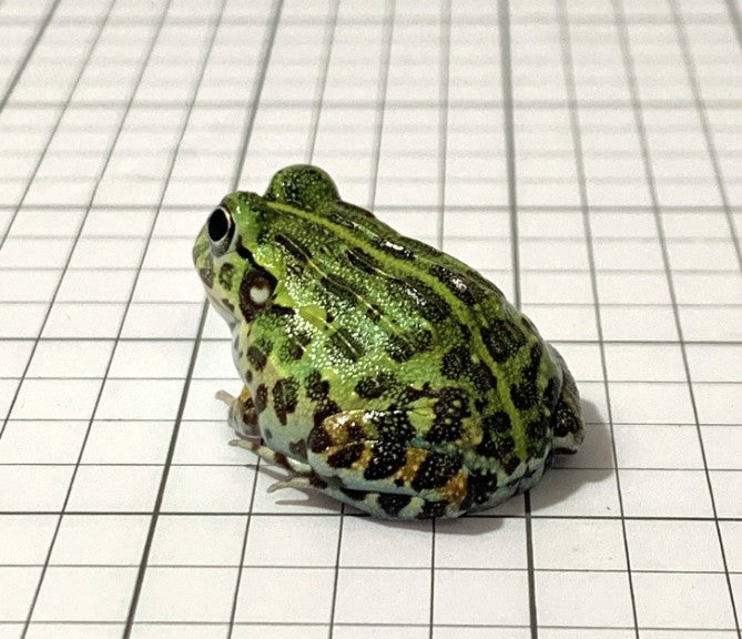Which One is Right for You: Pixie Frogs and Brown Fantasy Pacman Frogs?