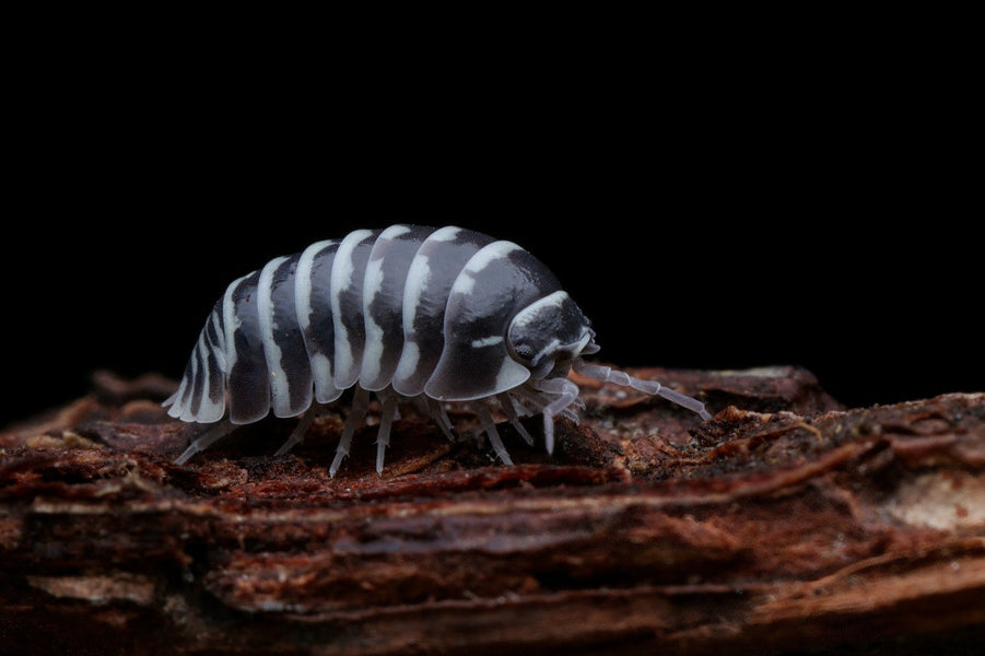 What Makes Rubber Ducky Isopods So Popular Among Keepers?
