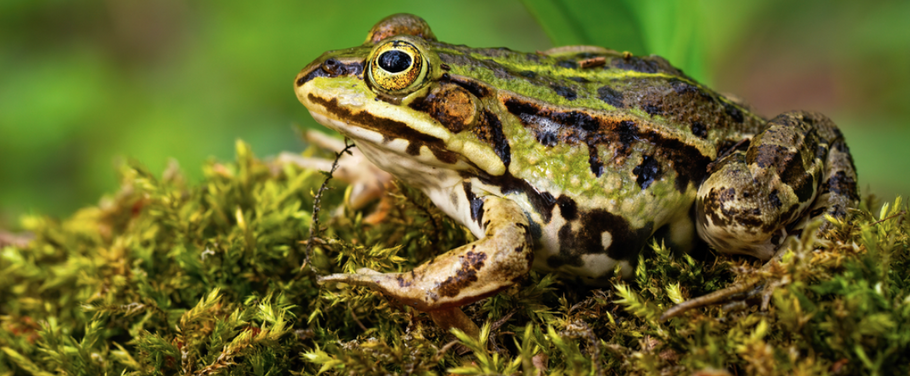 Best Nutritious Food for Your Pet Amphibian