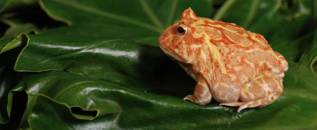 Regular Pacman Frog An Ultimate Guide to Feeding and Maintaining a Pacman Frog – JamJam Exotic