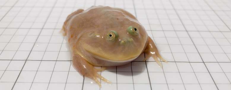 A Basic Guide to Caring for Budgett's Frog