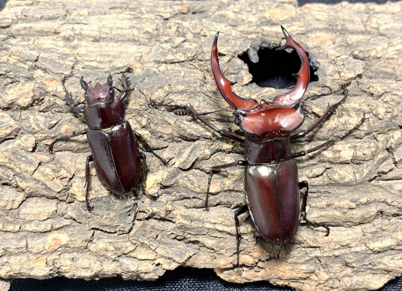 Why Stag Beetle Larvae Make Fascinating Pets