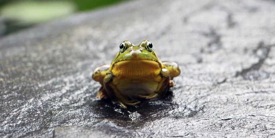 Unique Traits of Brazilian Horned Pacman Frogs