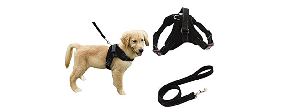 Why Buy Dog Harness and Leash Set?