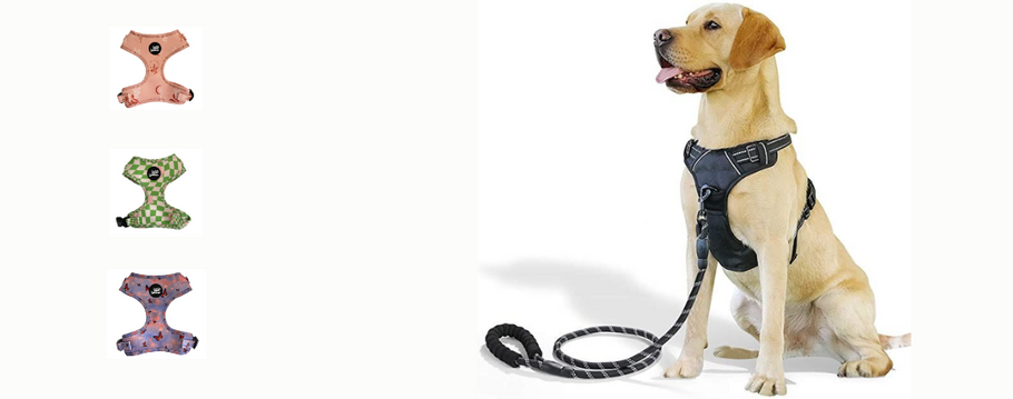 What to Expect from a Dog Harness Online Store?