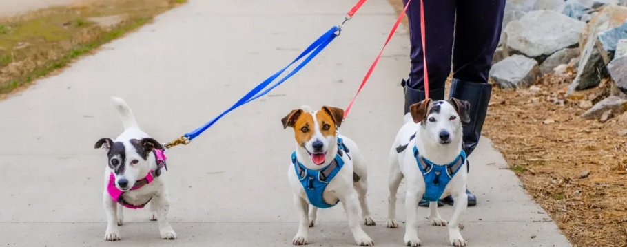 Dog Harness: What Are They and The Benefits