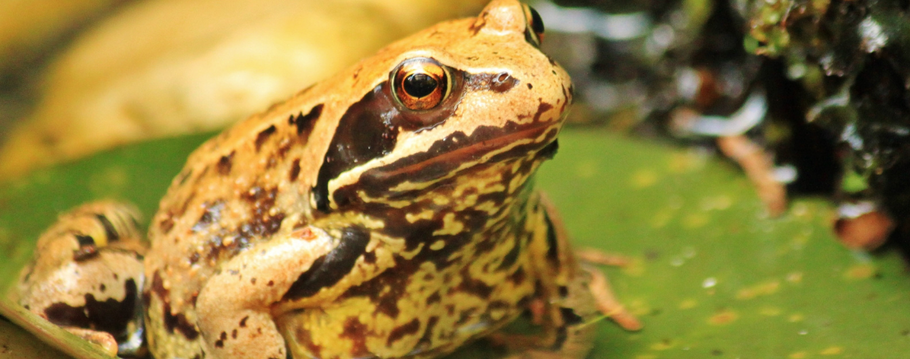 What Are Common Pet Frogs to Buy?