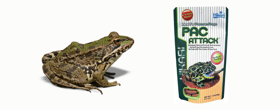 Pacman Frog Food and Diet For a New Owner