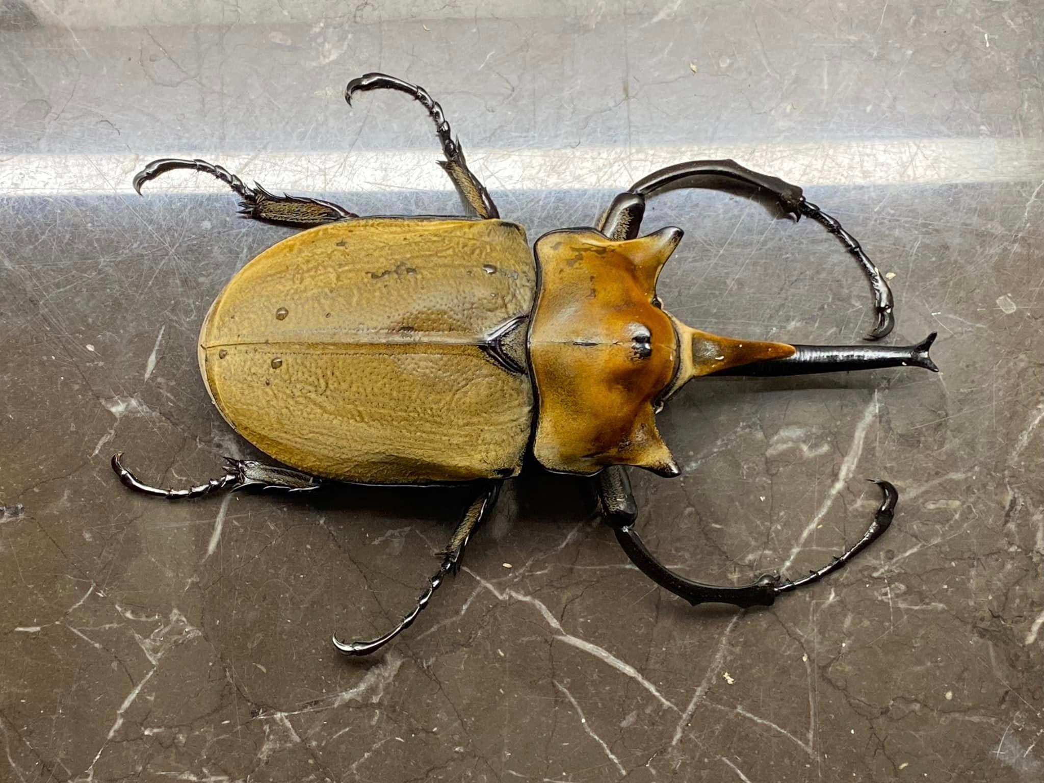 Purchase Insects Live Pet Beetles & Insects for Sale USA | Buy Beetles Online – JamJam ...
