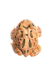 Load image into Gallery viewer, Red Chocolate #1
