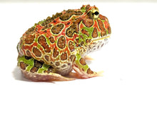 Load image into Gallery viewer, High Red Ornate (Extra Red) #1
